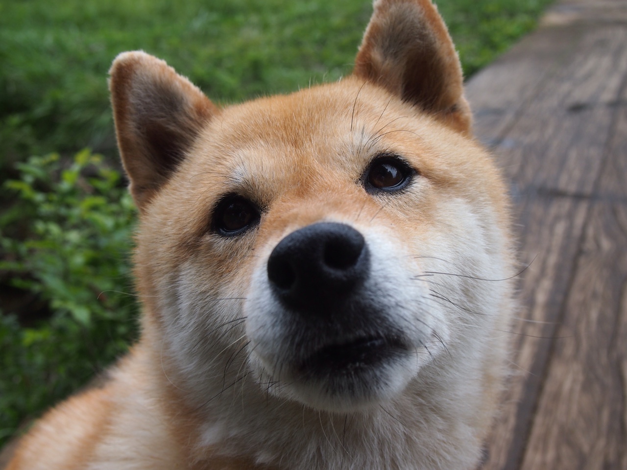 日本引擎轰鸣，马里神话终结，F1新赛季揭幕战惊爆冷门！