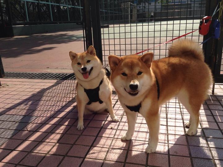 南海岸的轰鸣，当米切尔的舞台从爵士峡谷转向绿军殿堂，他从未停止绽放