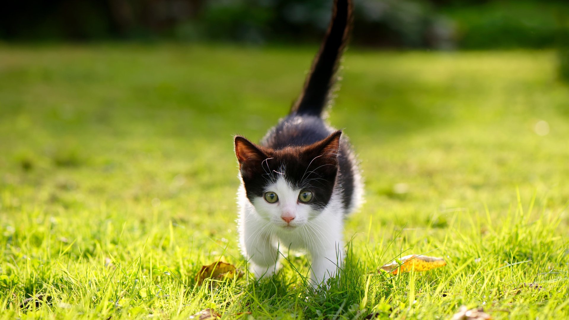 如果历史被改写,梅西的蓝色革命与南美逆袭