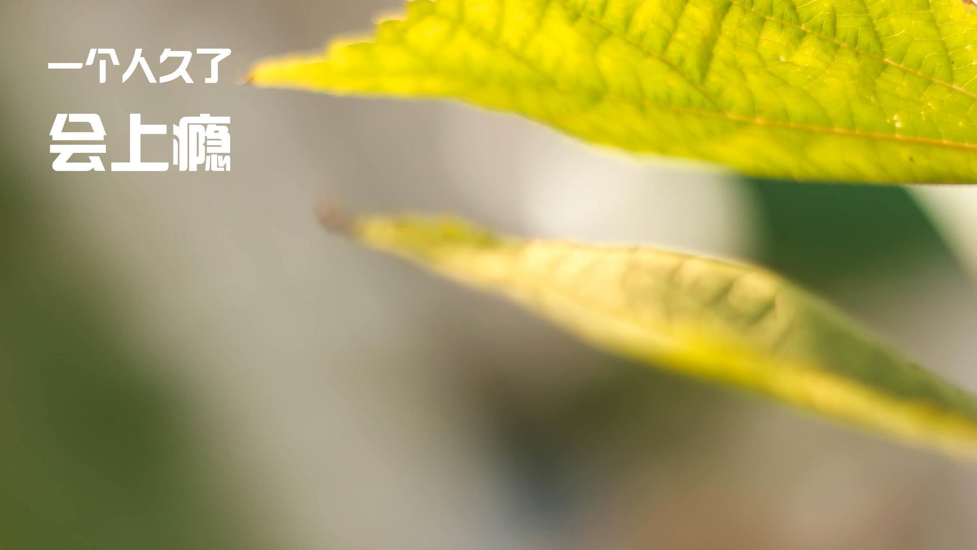 地球两端的两记绝杀,德国终结日本,卢卡库替补定乾坤