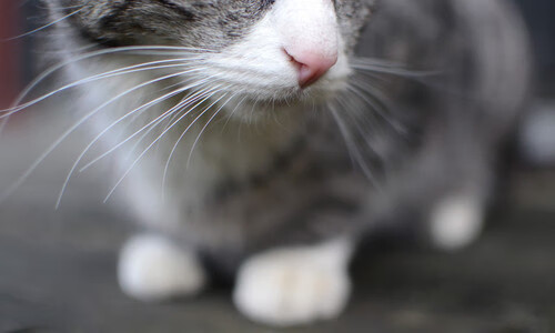 天使之翼撕裂黑暗，迪马利亚爆发助切尔西逆转几内亚传奇之战