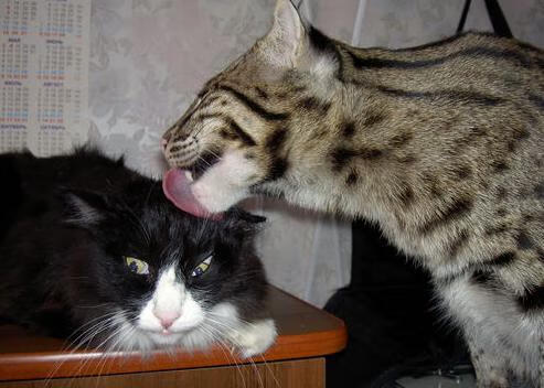 烽烟四起的世界排名夜,将军拉梅洛末节拔剑定乾坤