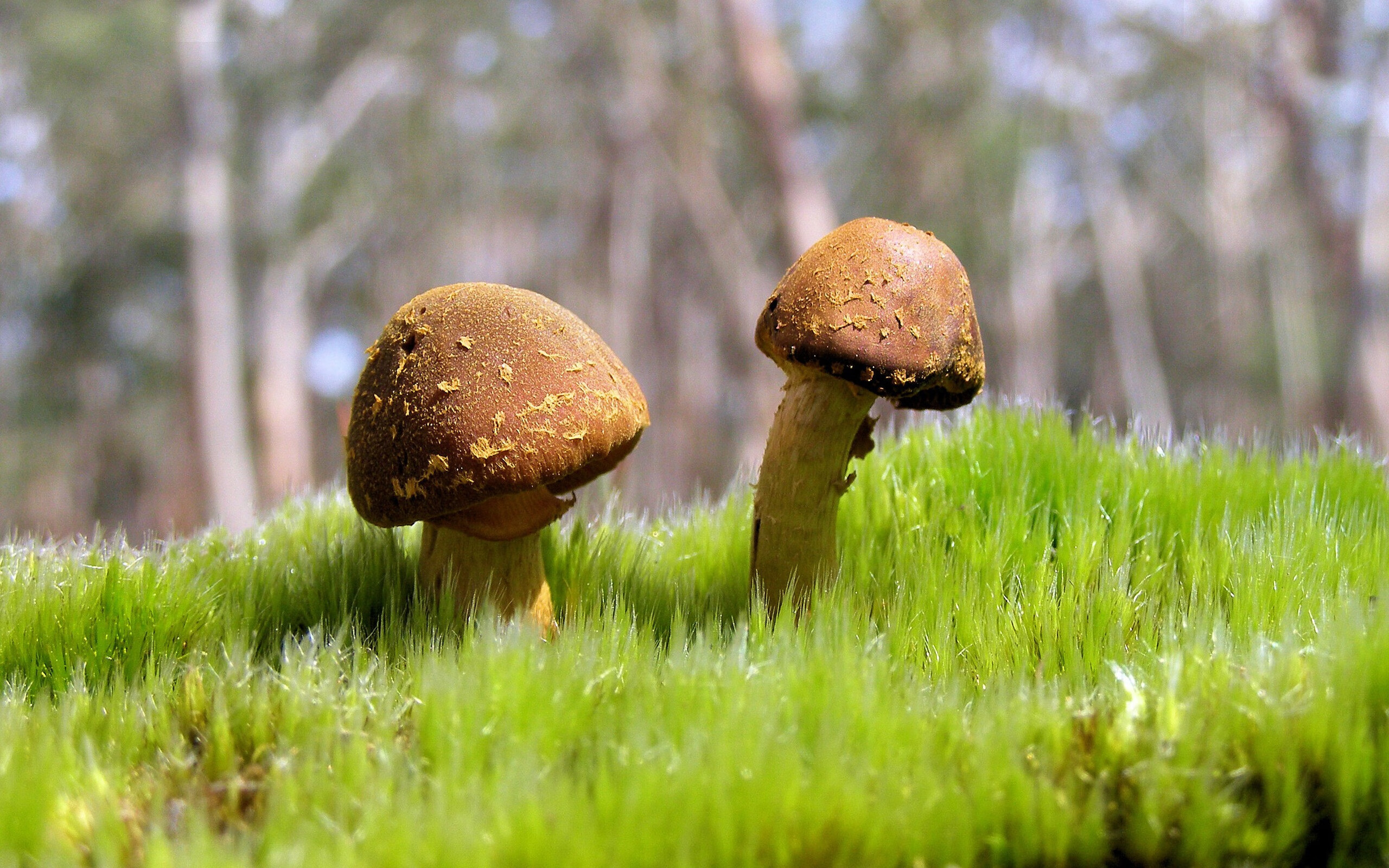 开云下载-时空交错的篮球哲学，火箭单节风暴与西甲德比的小贾伦时刻